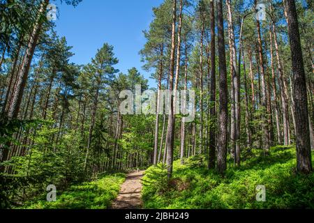 Erlebnisweg Heinrichs, ein Wanderweg im Waldgebiet - im Wald Stockfoto