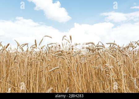 Weicher selektiver Fokus eines Feldes aus goldenen Ähren des Weizens unter einem blauen Himmel mit weißen Wolken. Weizen ist die Landwirtschaft des unabhängigen Agrarlandes der Ukraine. Stockfoto