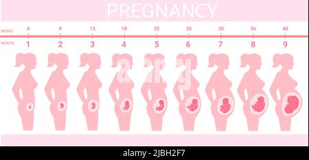 Stadien des Läuferes im Bauch. Zeitachse pränatale Entwicklung, Wochen Monate Trimester Schwangerschaft Geburt, Wachstum Embryo Babyprofil Silhouette Schwangeren, schwüliger Vektor Illustration der Gesundheit der Schwangerschaft Stock Vektor