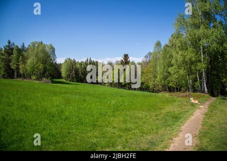 Erlebnisweg Heinrichs, ein Wanderweg im Waldgebiet Stockfoto