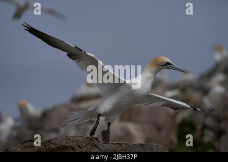 Gannet (Morus bassanus) kommt herbei, um bei einer Gannet-Kolonie auf der Great Saltee Island vor der irischen Küste zu landen. Stockfoto