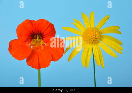 savannah Gänseblümchen und Nasturtien auf blauem Hintergrund Stockfoto