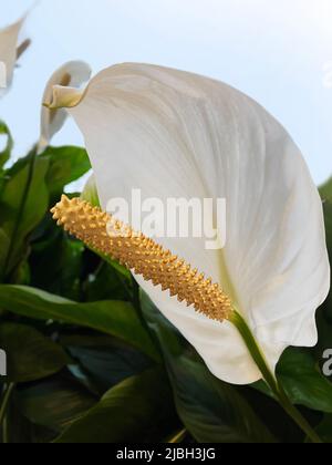 Eine Friedenslilie, Gattung Spathiphyllum Stockfoto