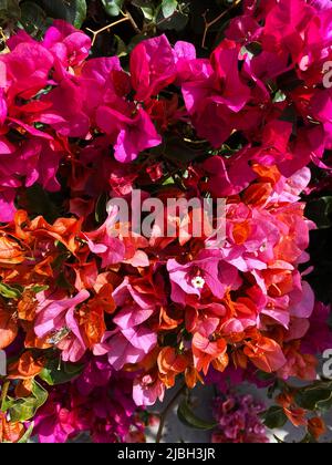 Papierblume, Bougainvillea glabra Stockfoto