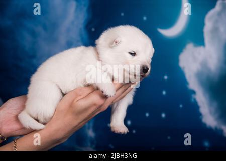 Weißer flauschiger kleiner Samoyed Welpenhund auf Händen Stockfoto