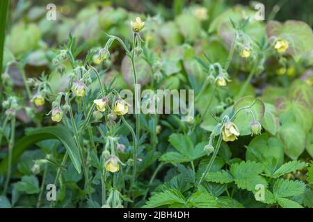 Geum 'Lemon Drops' (Avene) mit Epimedium x versicolor 'Sulfureum' (Barrenwort), Fragaria vesca (Erdbeere), schattige Pflanzkombination Stockfoto