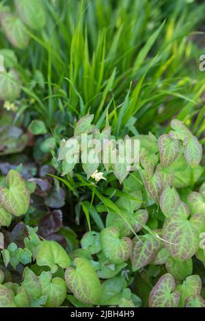 Epimedium x versicolor 'Sulfureum' zeigt neues, bronzefarbenes Laub, gegen Laub von Hakonechloa macra, Bodendeckenbepflanzung Stockfoto