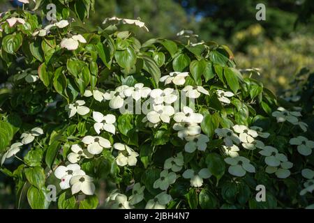 Cornus kousa (Szechuan-Erdbeere) in Blüte, weiße cremefarbene Blätter, Nahaufnahme des blühenden Astes in der Sonne und gedappter Schatten Stockfoto