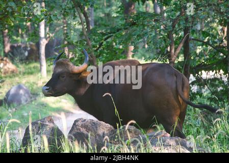 Ein Gaur, der in einem Wald in einem Nationalpark in Indien steht Stockfoto