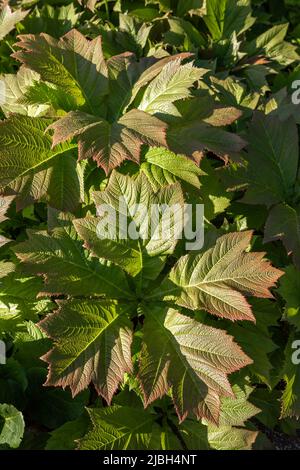 Rodgersia podophylla blättrig (Bronzeblatt von Rodgers) Stockfoto