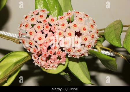 Schöne hoya Blumen im Haus unter der Decke. Stockfoto