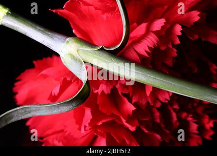 Rote Nelke auf schwarzem Hintergrund Stockfoto