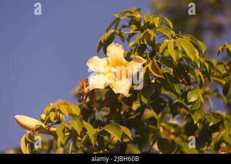 Schöne Baobab Blumen auf einem Hintergrund von blauem Himmel. Stockfoto