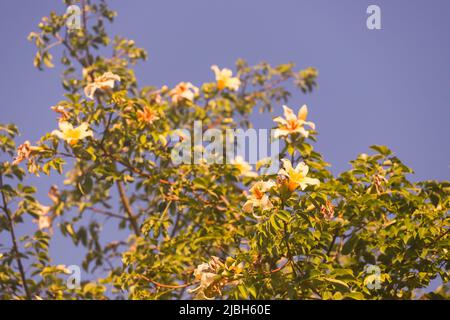 Schöne Baobab Blumen auf einem Hintergrund von blauem Himmel. Stockfoto