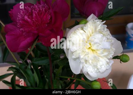 Blüten einer weißen und einer roten Pfingstrose, Paeonia Stockfoto