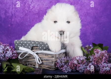 Weißer flauschiger kleiner Samoyed Welpenhund sitzt auf purpurem Hintergrund mit Fliederblüten im Korb Stockfoto