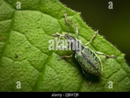 Nahaufnahme des Makrobilds von Insekt. Stockfoto