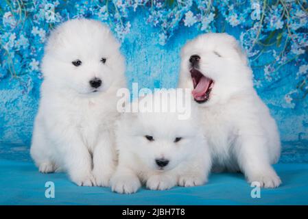 Drei weiße flauschige kleine Samoyed Welpen Hunde sitzen auf blauem Hintergrund mit blauen Blumen Stockfoto