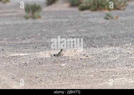 Dabb Lizard oder Uromastyx in der Wüste, Vereinigte Arabische Emirate, VAE, Naher Osten, Arabische Halbinsel Stockfoto