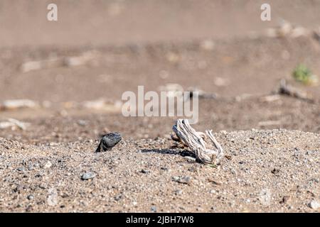 Dabb Lizard oder Uromastyx in der Wüste, Vereinigte Arabische Emirate, VAE, Naher Osten, Arabische Halbinsel Stockfoto