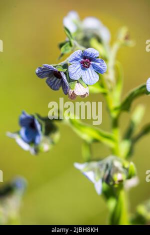 Cynoglossum creticum, die blaue Hundszunge, ist eine Pflanze aus der Familie der Boraginaceae. Stockfoto