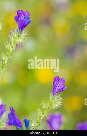 Echium plantagineum, allgemein bekannt als Purple Viper's-bugloss oder Pherson's Curse, ist eine Art von Echium, die in West- und Südeuropa beheimatet ist. Stockfoto