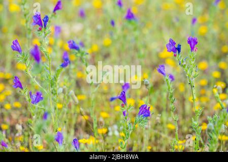 Echium plantagineum, allgemein bekannt als Purple Viper's-bugloss oder Pherson's Curse, ist eine Art von Echium, die in West- und Südeuropa beheimatet ist. Stockfoto