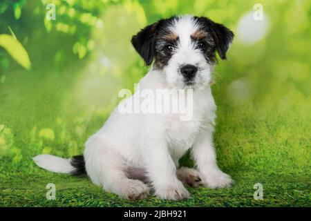 Jack Russell Terrier Welpe gebrochen überzogen Hund auf einem grünen Hintergrund Stockfoto