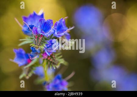 Echium vulgare, bekannt als Viper-Bugloss und Blaubeed, ist eine Art blühender Pflanze aus der Boraginaceae-Familie. Stockfoto