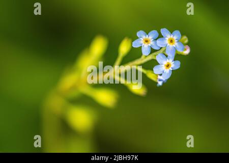 Myosotis scorpioides (syn. Myosotis palustris), die wahre Vergiss-mich-nicht oder Wasser-Vergiss-mich-nicht, ist eine krautige mehrjährige blühende Pflanze. Stockfoto