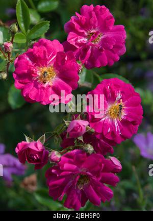 Rosa „Dorothy Perkins“ zieht bestäubende Schwebefliegen an. Stockfoto