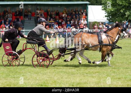 Nach der Absage in 2020 und 2021 kehrt die Suffolk Show für 2022 nach Ipswich zurück. Das Doppel-Gurtzeug-Finale findet im Grand Ring statt Stockfoto