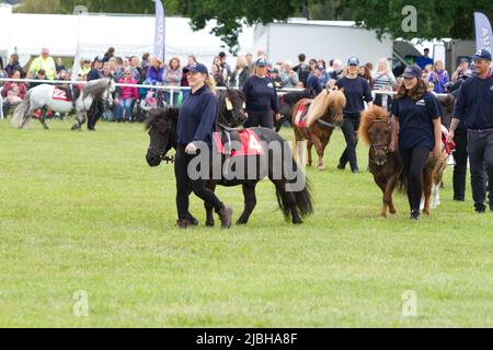 Shetland Ponys, die vor dem Start des Shetland Pony Grand National auf der Suffolk Show 2022 im Trinity Park, Ipswich, herumgelaufen sind Stockfoto