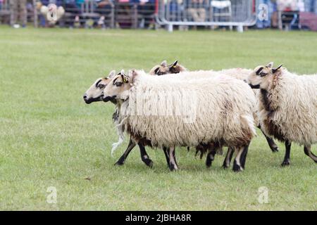 Dachs Gesicht Welsh Mountain Sheep Torddu Typ auf der Suffolk Show 2022 im Trinity Park, Ipswich ausgestellt Stockfoto