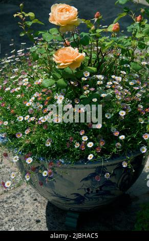 Rosen und Erigeron karvinskianus in einem attraktiven orientalischen Topf Stockfoto