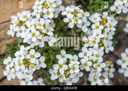 Chamoiskresse (Hornungia alpina auch Hutchinsia alpina oder Pritzelago alpina) ist eine blühende Pflanze aus der Familie der Brassicaceae. Stockfoto