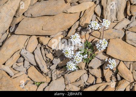 Chamoiskresse (Hornungia alpina auch Hutchinsia alpina oder Pritzelago alpina) ist eine blühende Pflanze aus der Familie der Brassicaceae. Stockfoto