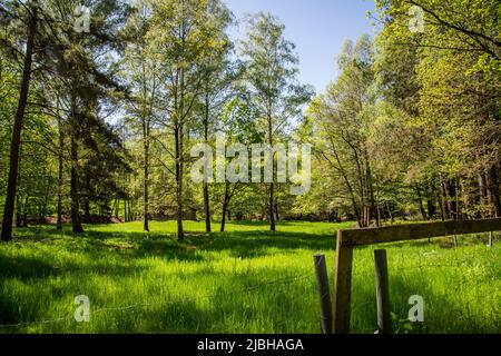 Erlebnisweg Heinrichs, ein Wanderweg im Waldgebiet - im Wald Stockfoto