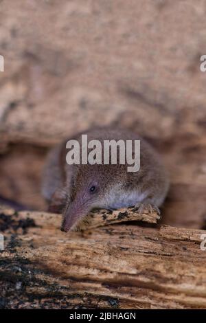 Pygmy Shrew (Sorex minutus) West Lydford Somerset GB Großbritannien Juni 2022 Stockfoto