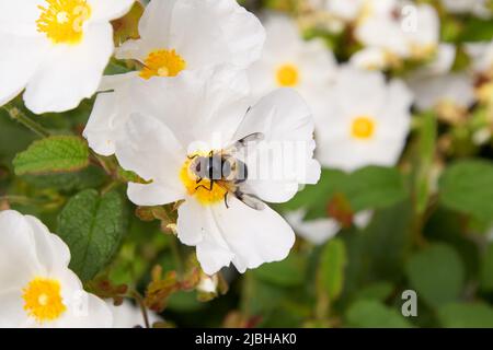 Pelluzide Schwebefliege (Volucella pellucens), die auf einer weißen Anemonblume, Wolds Way Lavender Farm, Wintringham, Malton, North Yorkshire, Großbritannien, ernährt wird Stockfoto