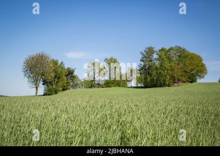 Erlebnisweg Heinrichs, ein Wanderweg im Waldviertelfeld Stockfoto