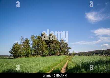 Erlebnisweg Heinrichs, ein Wanderweg im Waldviertelfeld Stockfoto