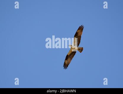 Ein majestätischer Falke, der hoch über dem James River in Virginia fliegt. Stockfoto