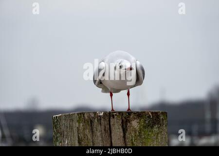 Nahaufnahme des Porträts einer Schwarzkopfmöwe mit Wintergefieder, die auf einem Posten mit verschwommenem Hintergrund thront Stockfoto