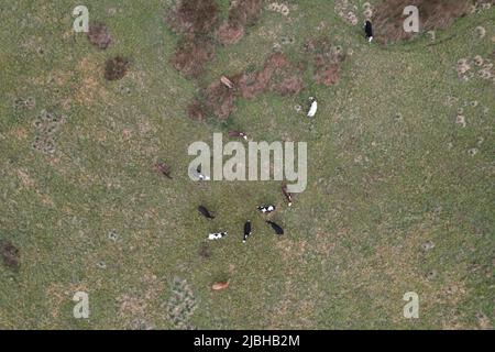 Kühe, die Surry UK grasen, über der Vogelperspektive von oben nach unten Stockfoto