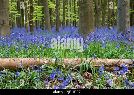 Teppich aus wunderschönen Blauhells durch die Bäume im englischen Wald Stockfoto
