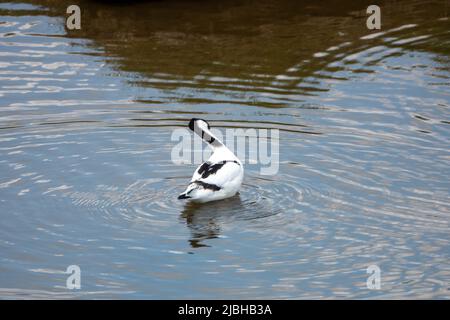 Pied Avocet ein unverkennbar gemusterter Schwarz-Weiß-Wattauer mit einem lang nach oben gedrehten Schnabel Stockfoto