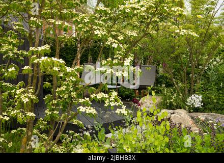 Cornus kousa rund um einen dekorierten Sitzbereich in Einem von Tony Woods auf der RHS Chelsea Flower Show 2022 entworfenen Gartenschutzgebiet Stockfoto