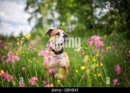 American Pit Bull Terrier in einem Blumenfeld Stockfoto