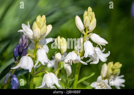 Nahaufnahme von blühenden weißen spanischen Bluebell-Blüten (Hyacinthoides hispanica) Stockfoto